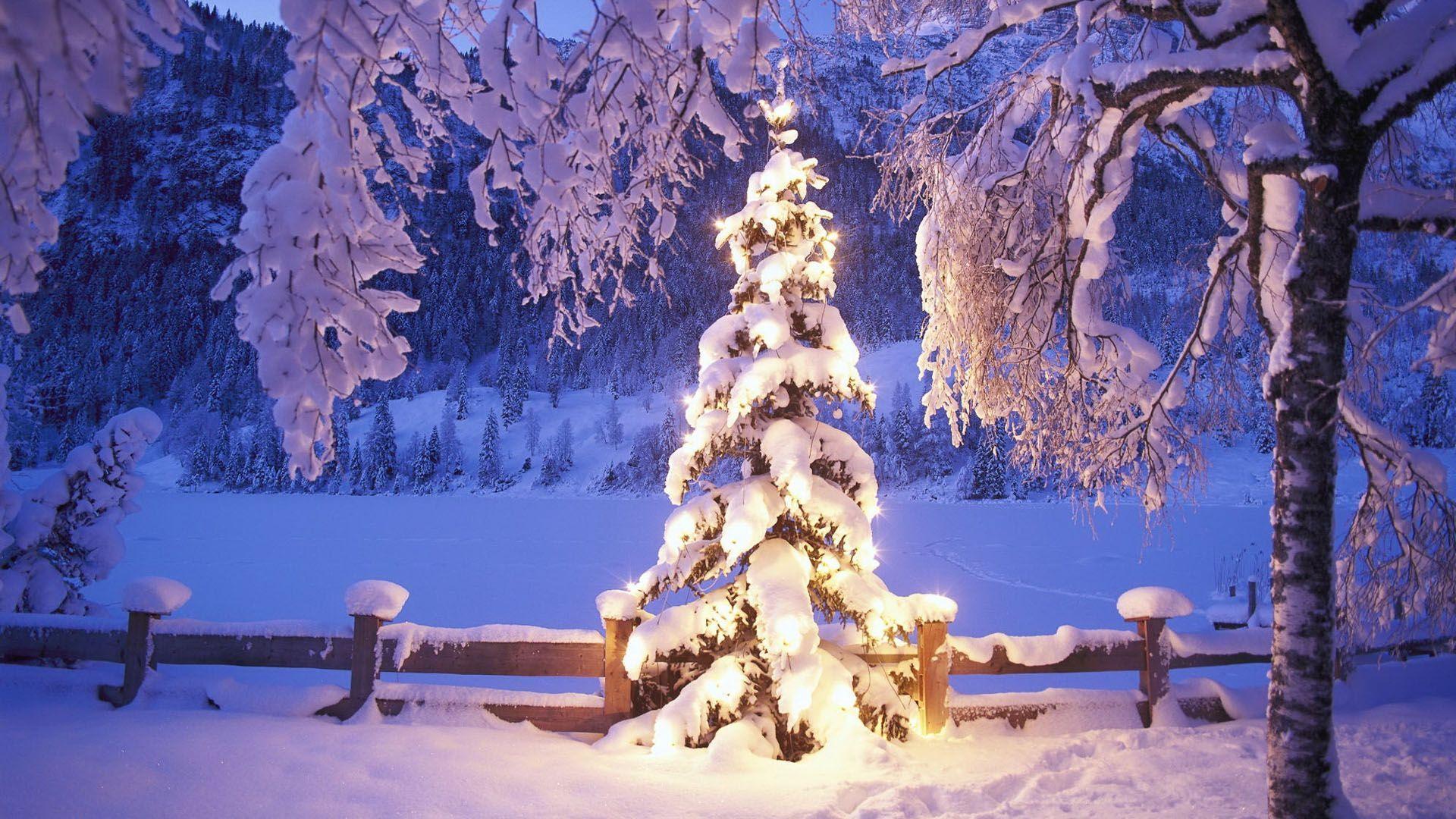 Christmas Wallpapers Hd Download - Christmas Tree - HD Wallpaper 