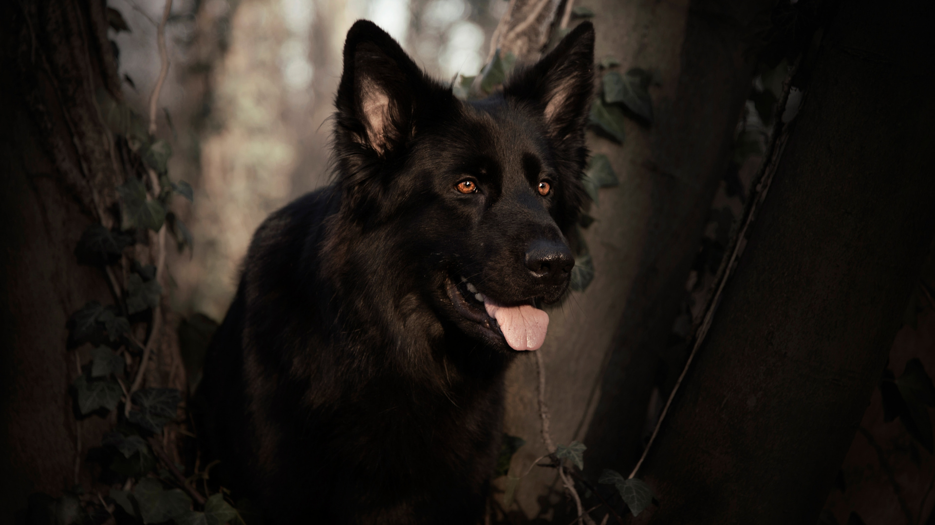 German Shepherd, Dog, Pet Animal, Black, Wallpaper - Black German Shepherd Wallpaper Hd - HD Wallpaper 