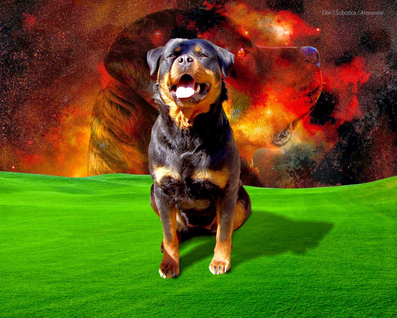 Rottweiler Hd Wallpaper Puppy - HD Wallpaper 