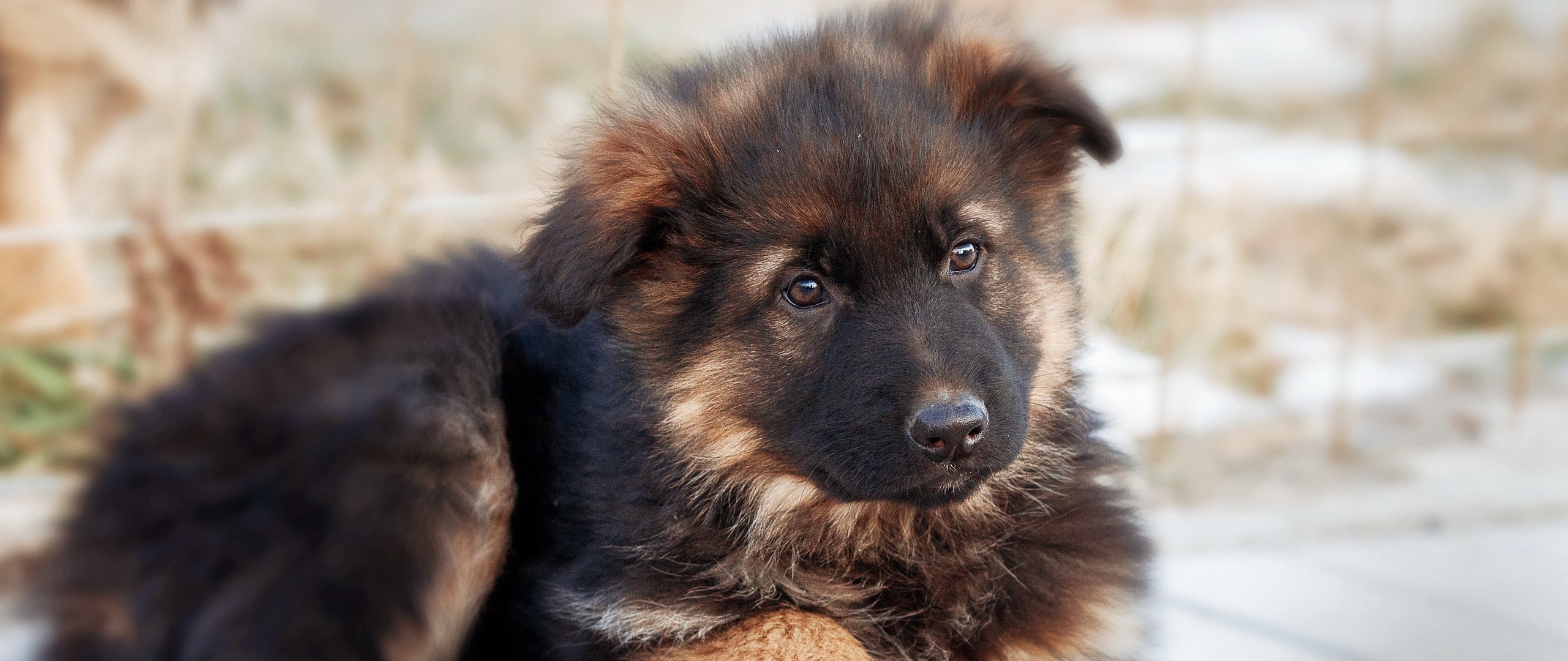 Wallpaper German Shepherd, Dog, Puppy, Cute - 2560x1080 Wallpaper - Wallpaper German Shepherd, Dog, Puppy, Cute - 2560x1080 Wallpaper -