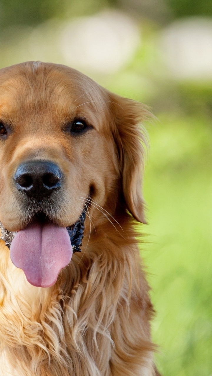 Golden Retriever Wallpaper Iphone - HD Wallpaper 