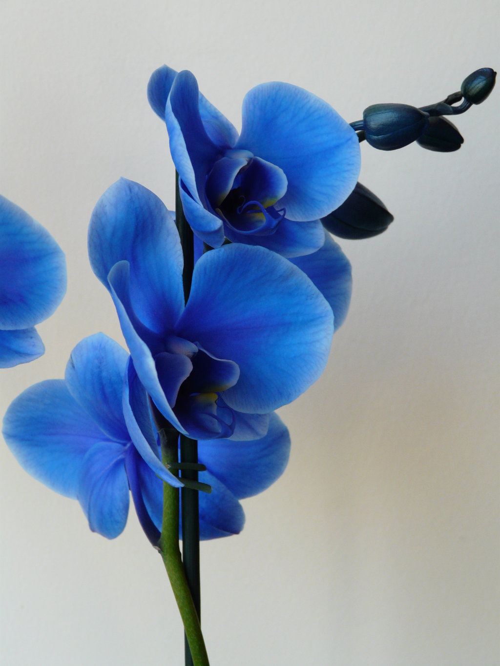 Blue Orchid Wallpaper Phone Resolution - HD Wallpaper 