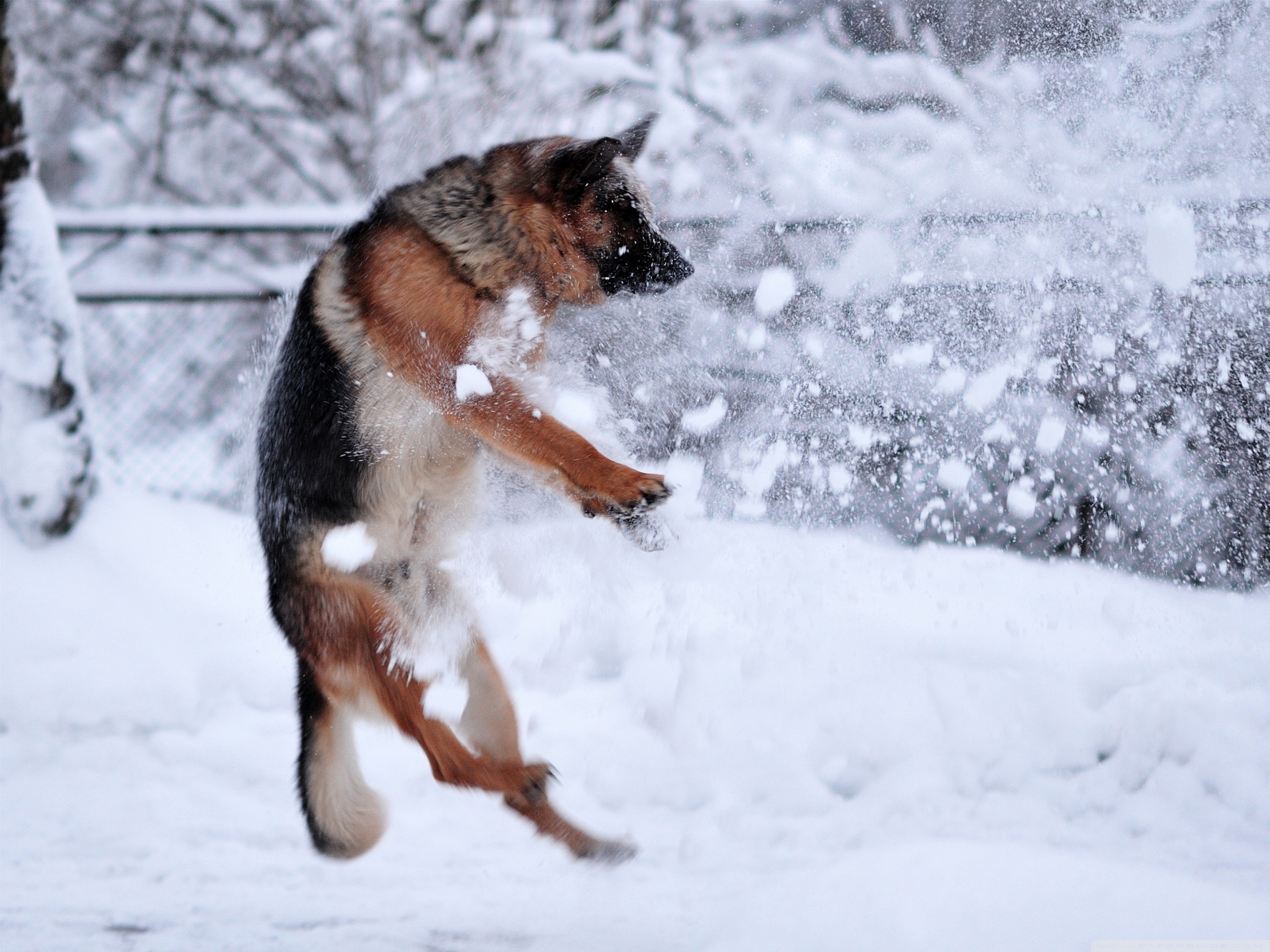 German Shepherd On Snow - HD Wallpaper 