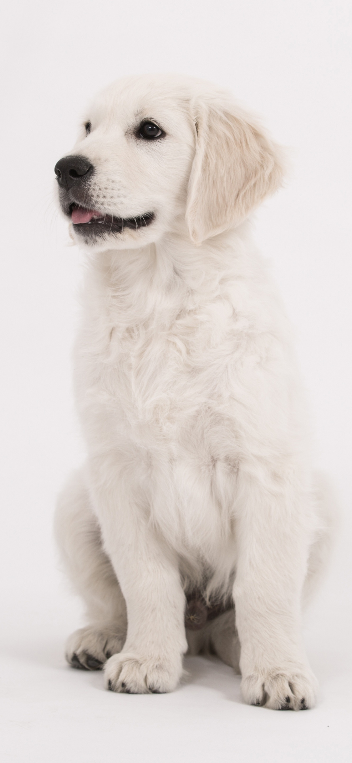 Puppy, Cute, Dog, Golden Retriever, Wallpaper - Golden Retriever Wallpaper Hd Iphone - HD Wallpaper 