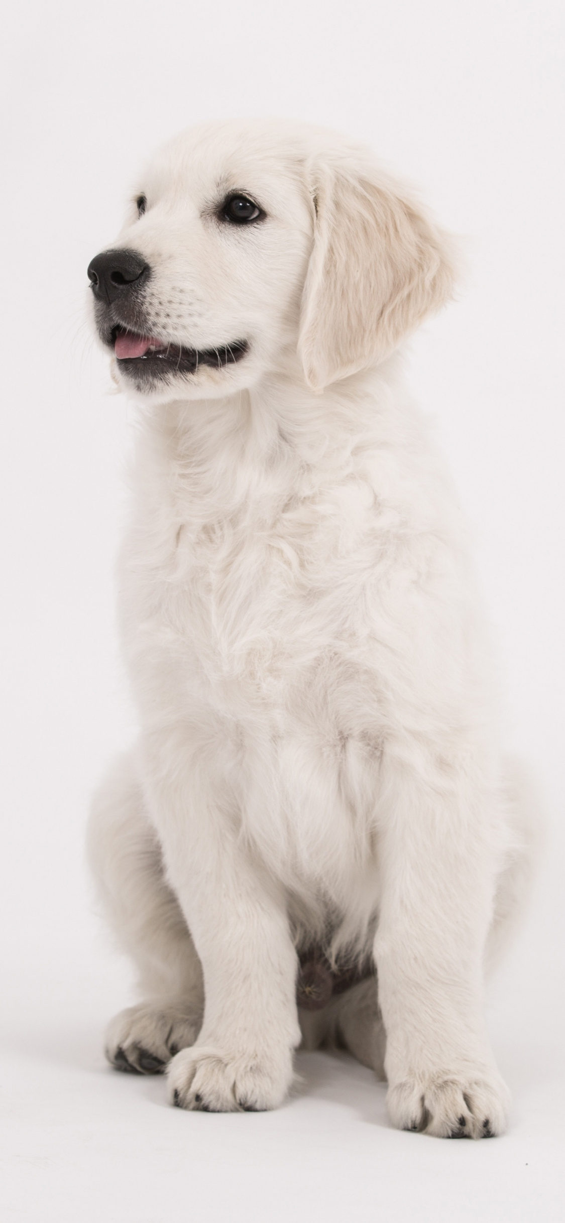 Puppy, Cute, Dog, Golden Retriever, Wallpaper - Golden Retriever Wallpaper Hd Iphone - 1125x2436 Wallpaper Puppy, Cute, Dog, Golden Retriever, Wallpaper - Golden Retriever Wallpaper Hd Iphone - 1125x2436 Wallpaper