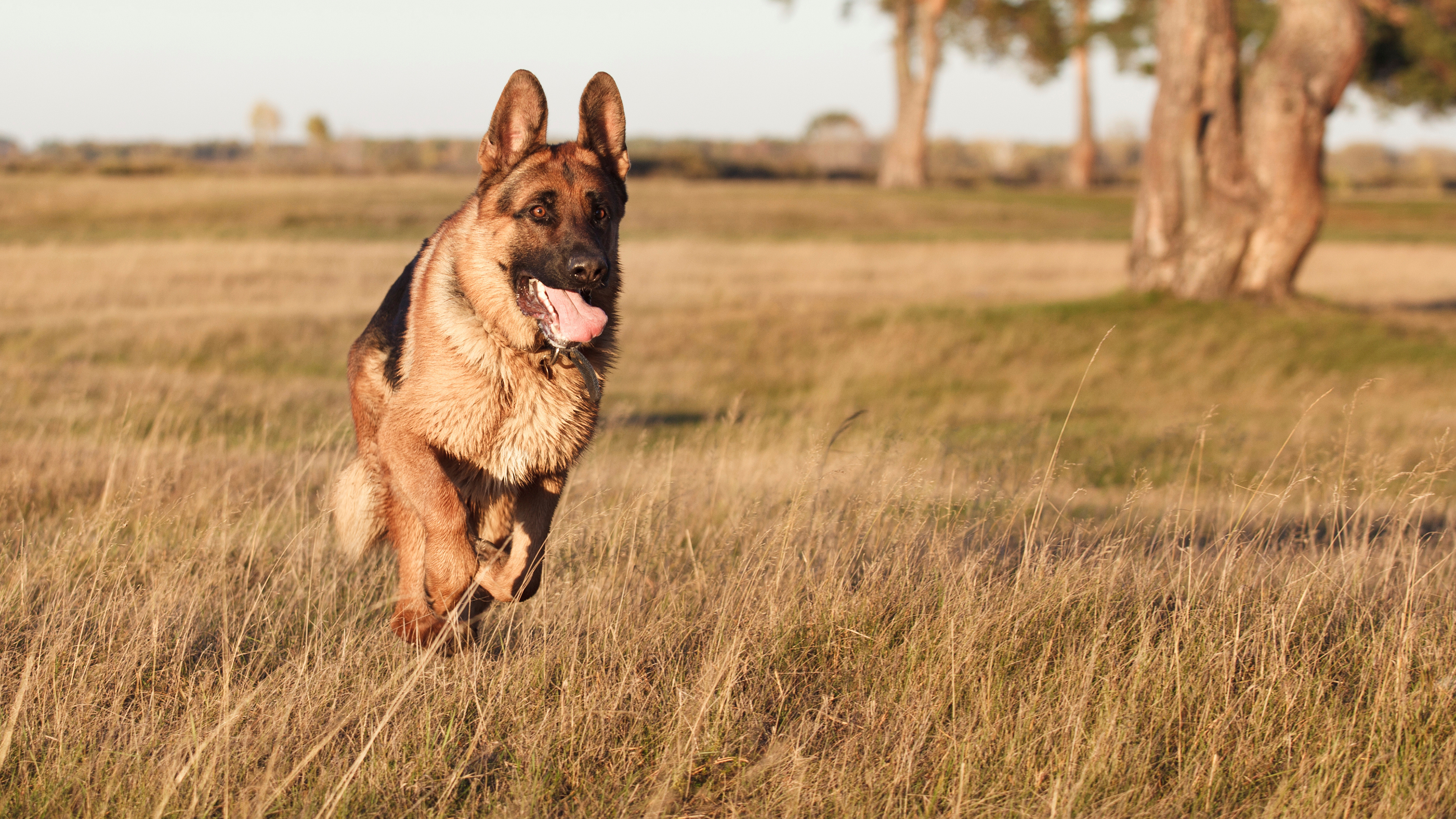 Exercises For German Shepherds - HD Wallpaper 