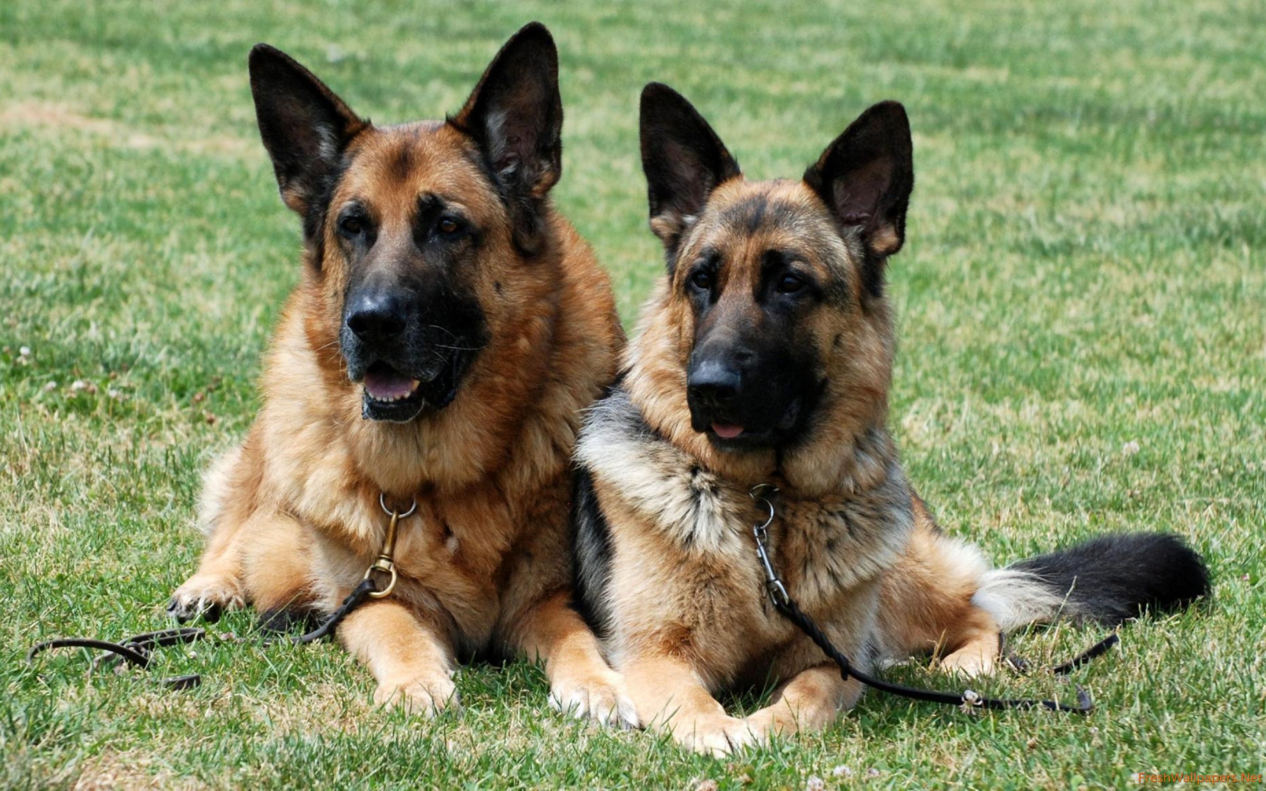 2 German Shepherd On Grass - HD Wallpaper 