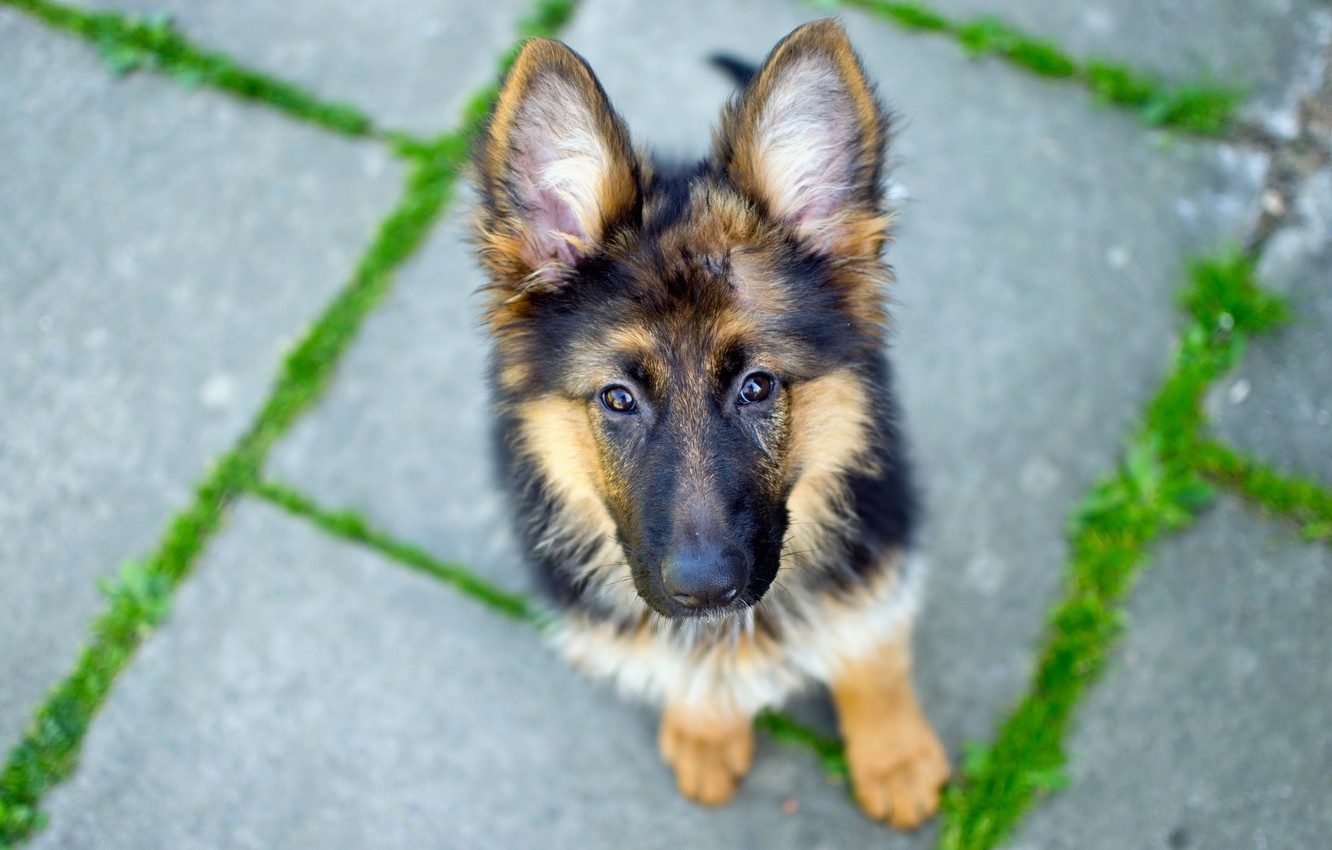 Photo Wallpaper Look, Dog, German Shepherd - Puppies Of German Shepherds - HD Wallpaper 