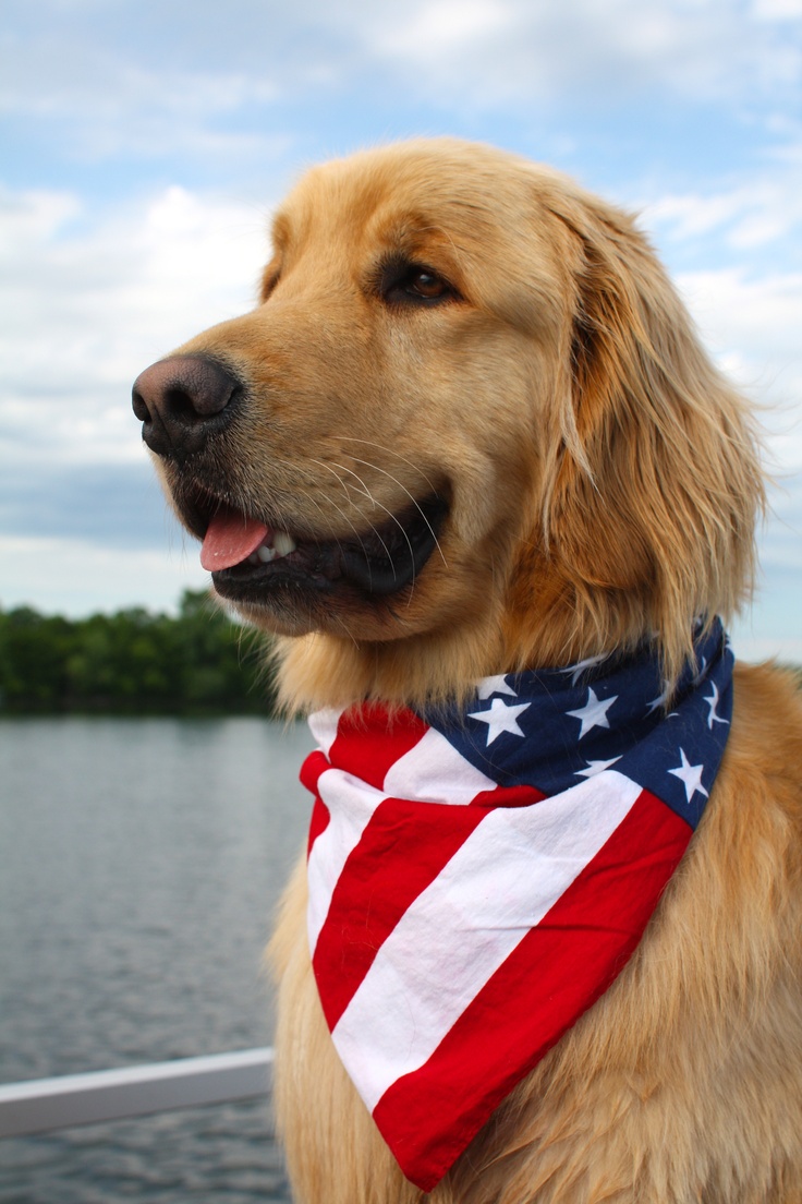 Flag Day Golden Retriever Wallpaper - HD Wallpaper 