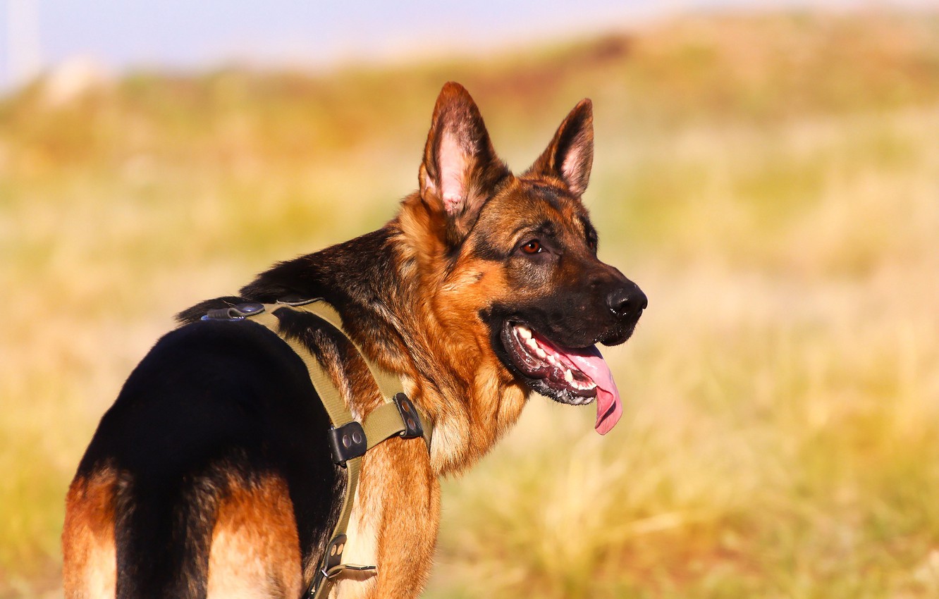 Photo Wallpaper Language, Background, Each, Dog, German - Old German Shepherd Dog - HD Wallpaper 