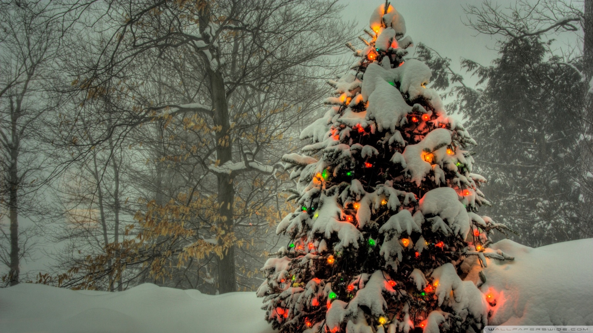 Christmas Tree Outside Wallpaper - Christmas Lights - HD Wallpaper 