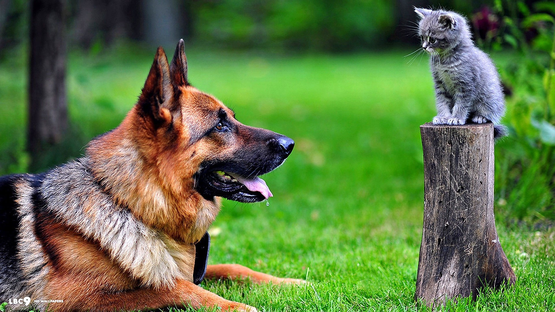 German Shepherd Dogs Images Hd - HD Wallpaper 