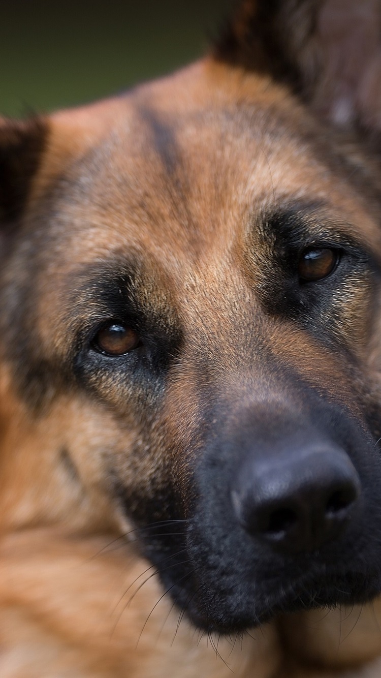 Iphone German Shepherd Wallpaper Hd - HD Wallpaper 