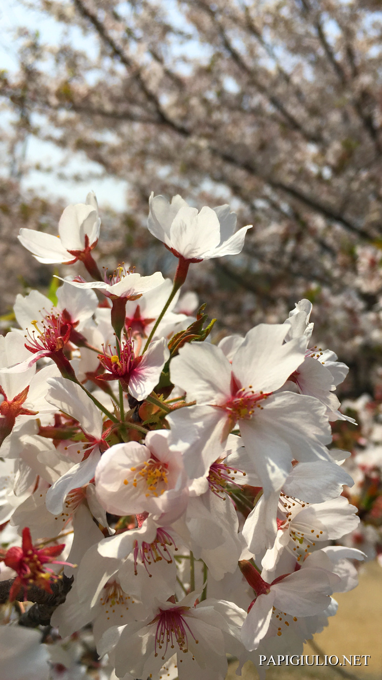 Cherry Blossom - HD Wallpaper 
