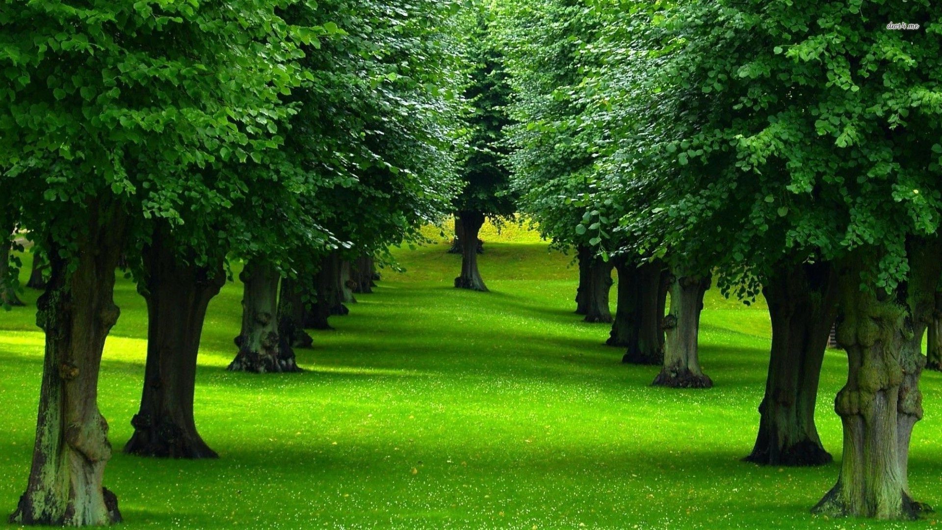 Tree Wallpapers Hd - 1920x1080 Wallpaper Tree Wallpapers Hd - 1920x1080 Wallpaper