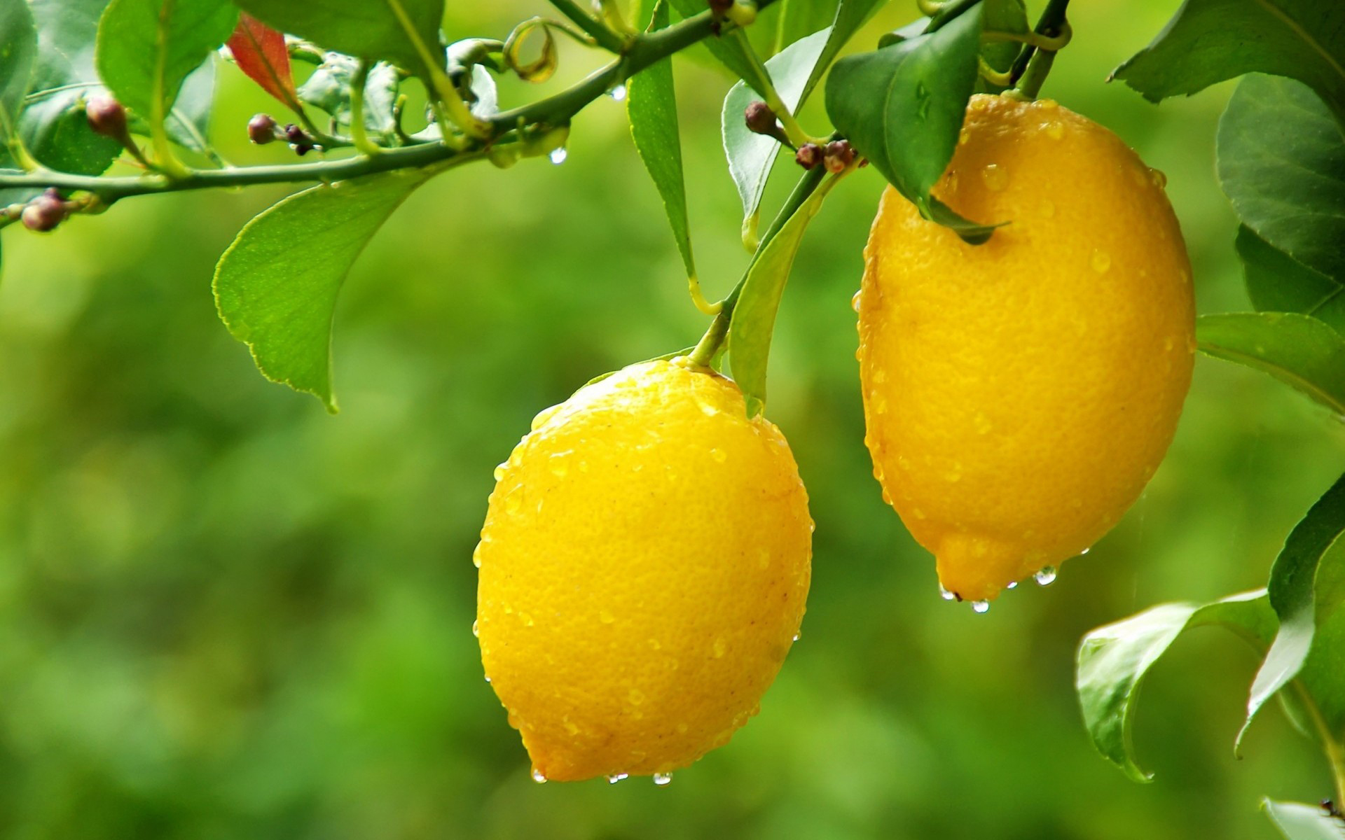 High Resolution Lemon Tree - HD Wallpaper 