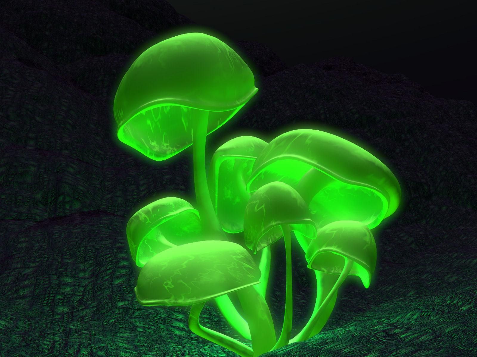 Infected Mushroom Outdoor Party Vol 3 - HD Wallpaper 