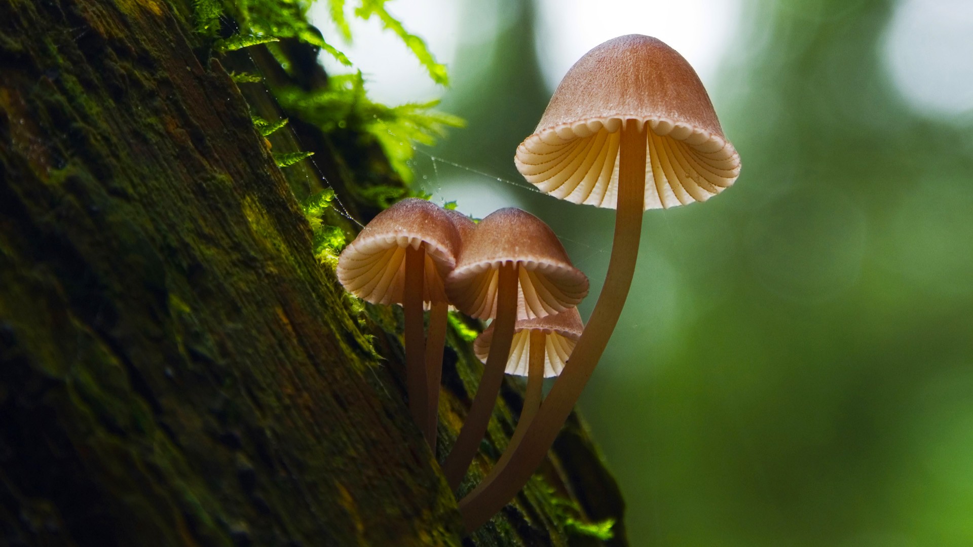 Mushroom Wallpaper 27500 Px ~ - Hd Wallpapers Mushrooms - HD Wallpaper 