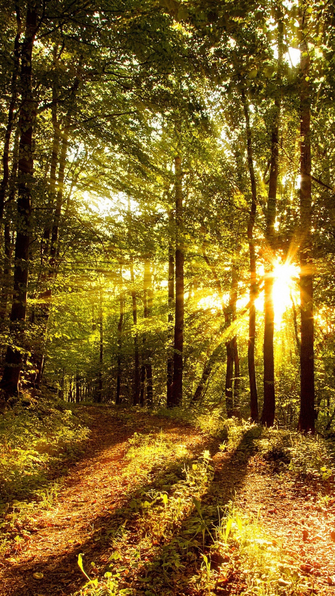 Hd Sun Morning Light Wood Tree Galaxy S4 S5 Wallpapers - High Resolution Portrait Nature Wallpaper Hd - HD Wallpaper 