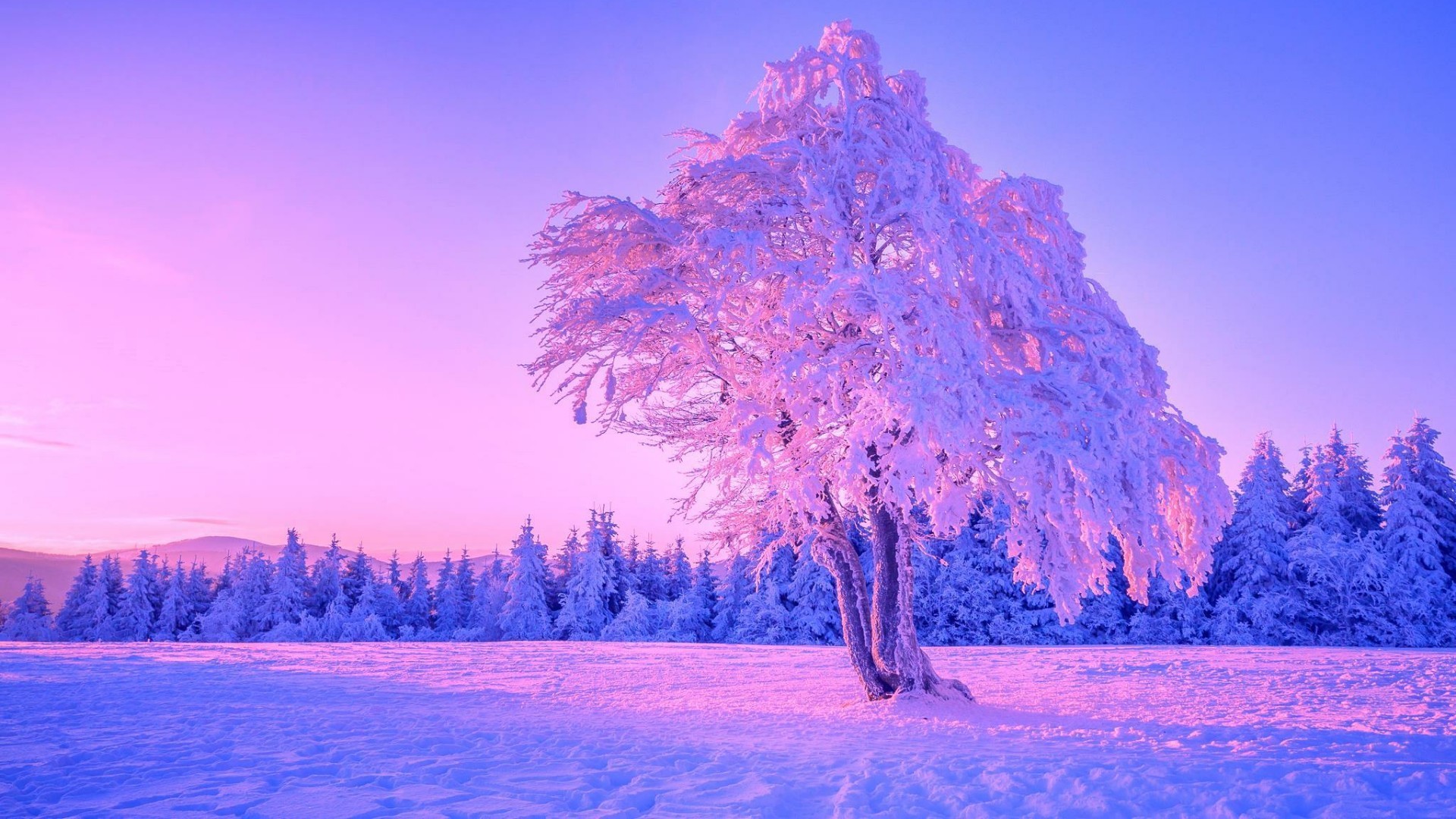 Frozen Lonely Tree 
 Data-src /w/full/3/c/8/48885 - Frozen Tree - HD Wallpaper 