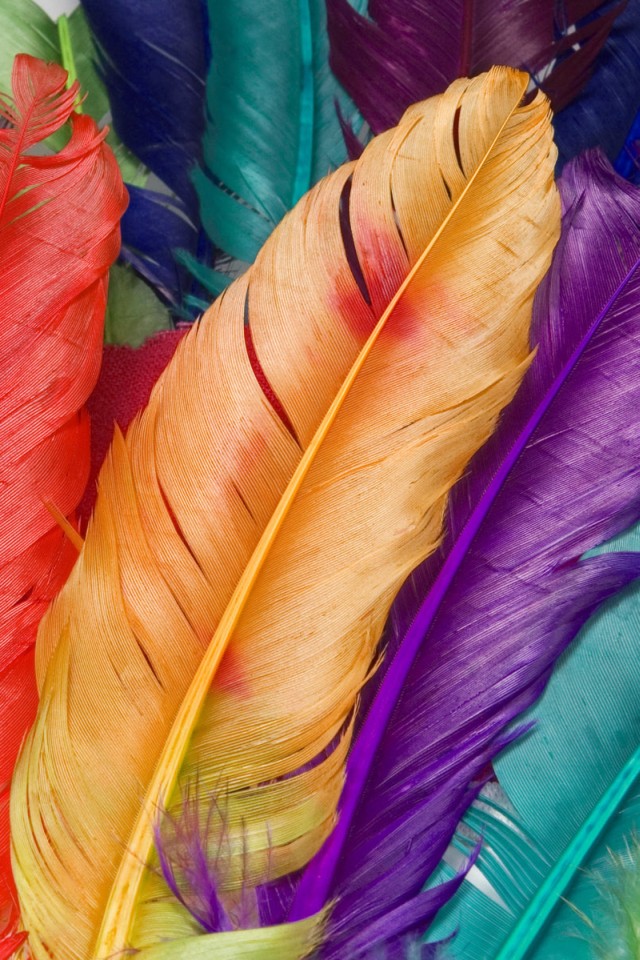 Hd Colorful Feather Iphone 4 Wallpapers - Colorful Wallpaper Iphone - HD Wallpaper 