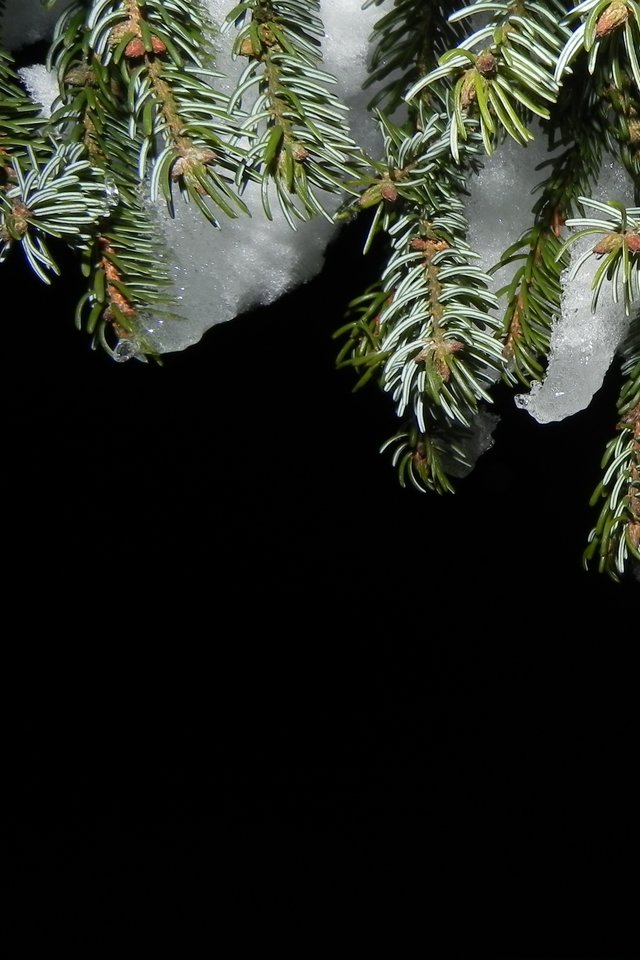 Fir, Snow, Night, Christmas, Snow White, Cold - Abete Notte - HD Wallpaper 