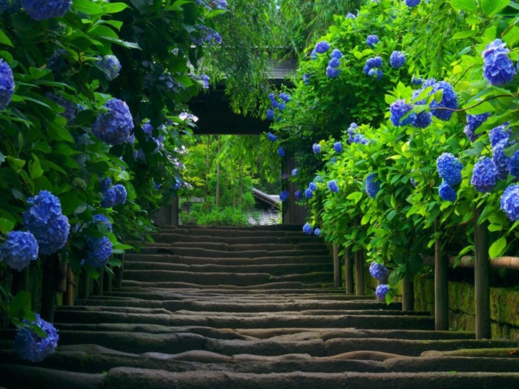 Garden With Blue Flowers - HD Wallpaper 