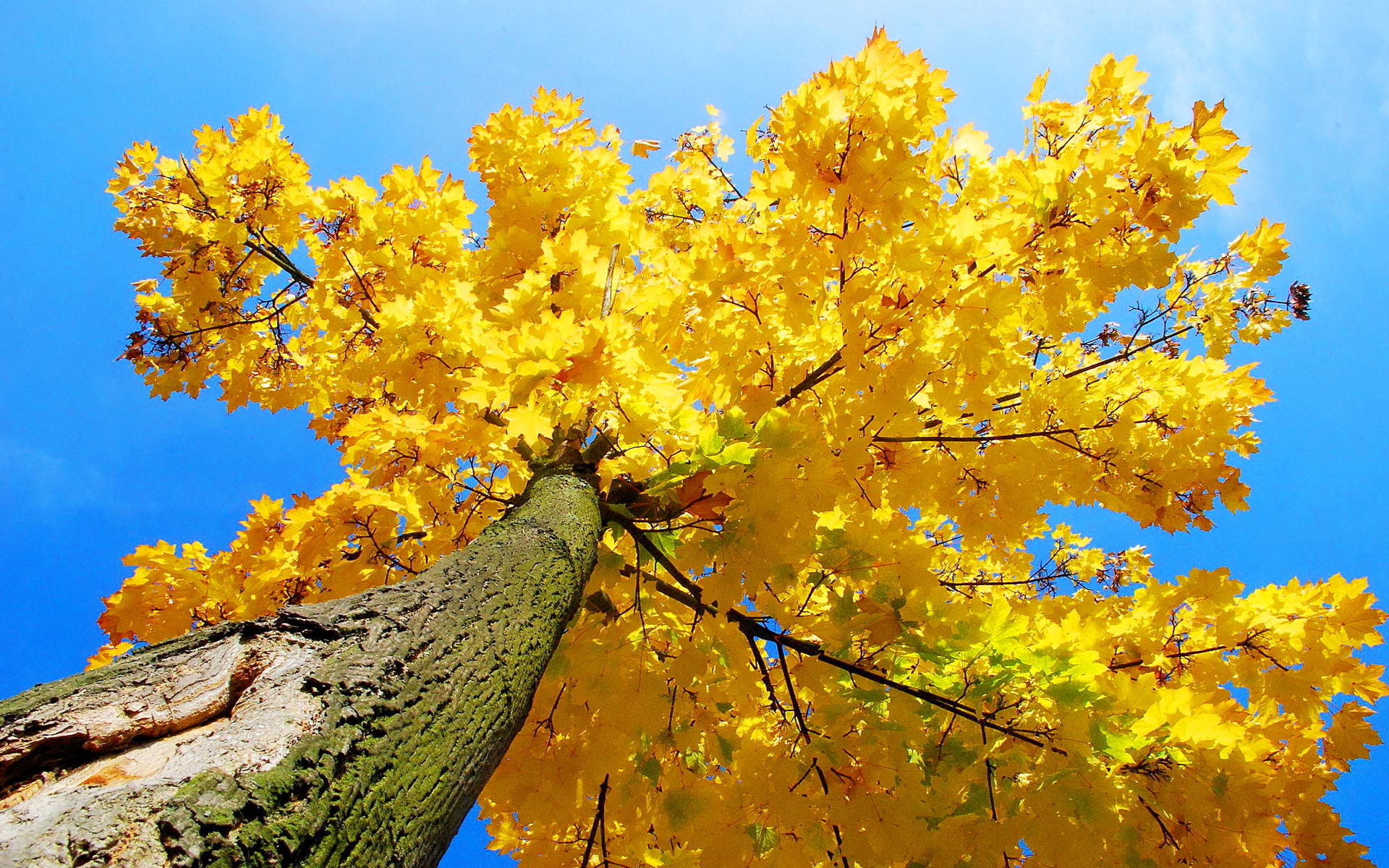 Yellow Autumn Wallpaper Hd - HD Wallpaper 