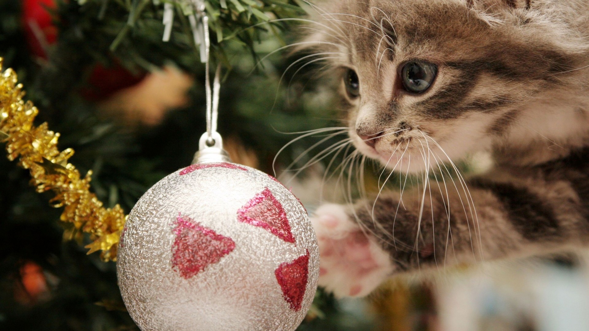 Hd Cute Christmas Wallpapers 1080p Windows Wallpapers - Christmas Cat Wallpaper Hd - HD Wallpaper 