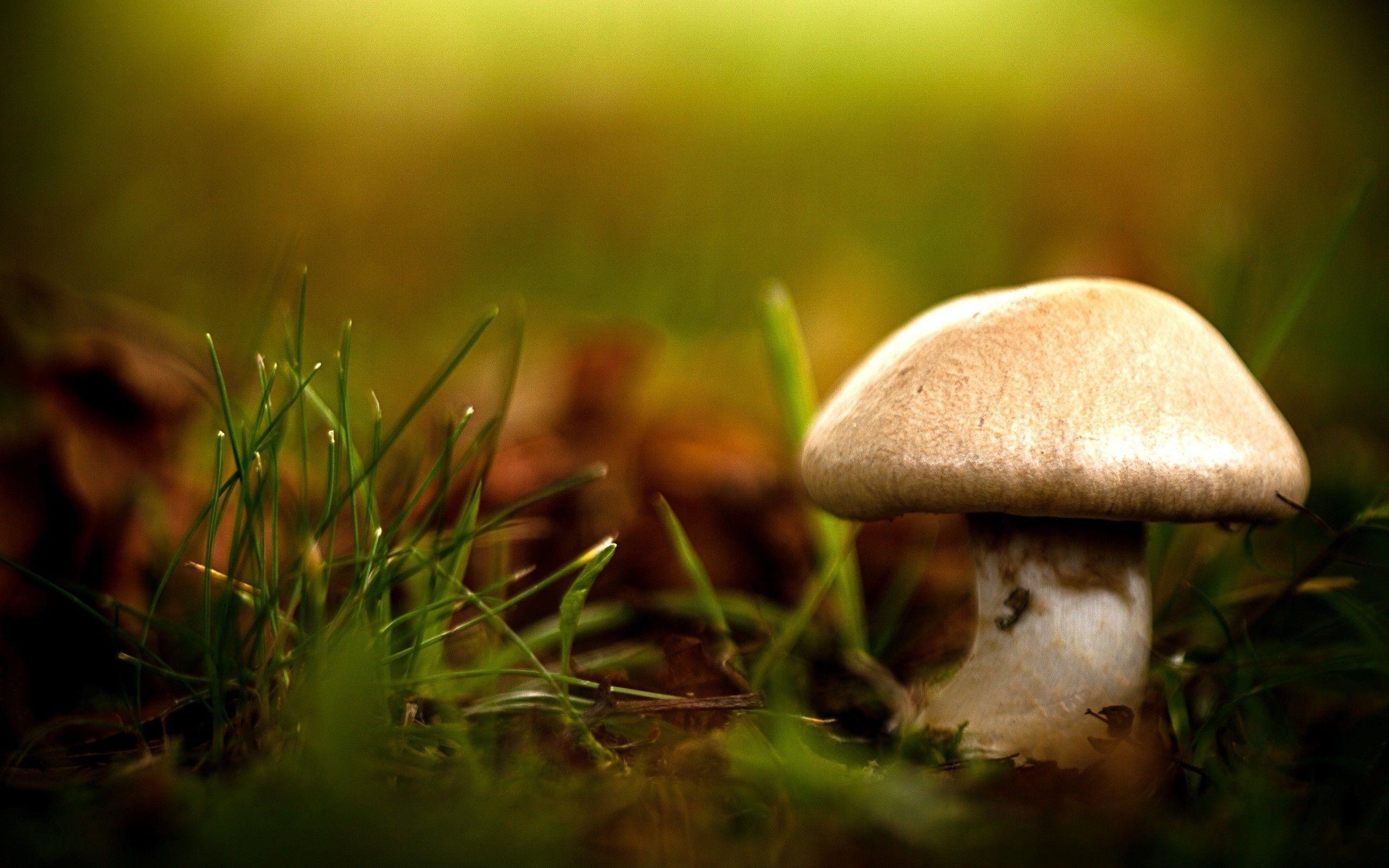 Cool 3d Wallpaper - Mushrooms Backgrounds - HD Wallpaper 