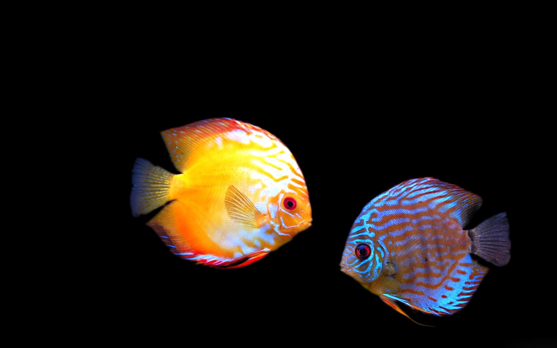Discus Fish Hd - HD Wallpaper 