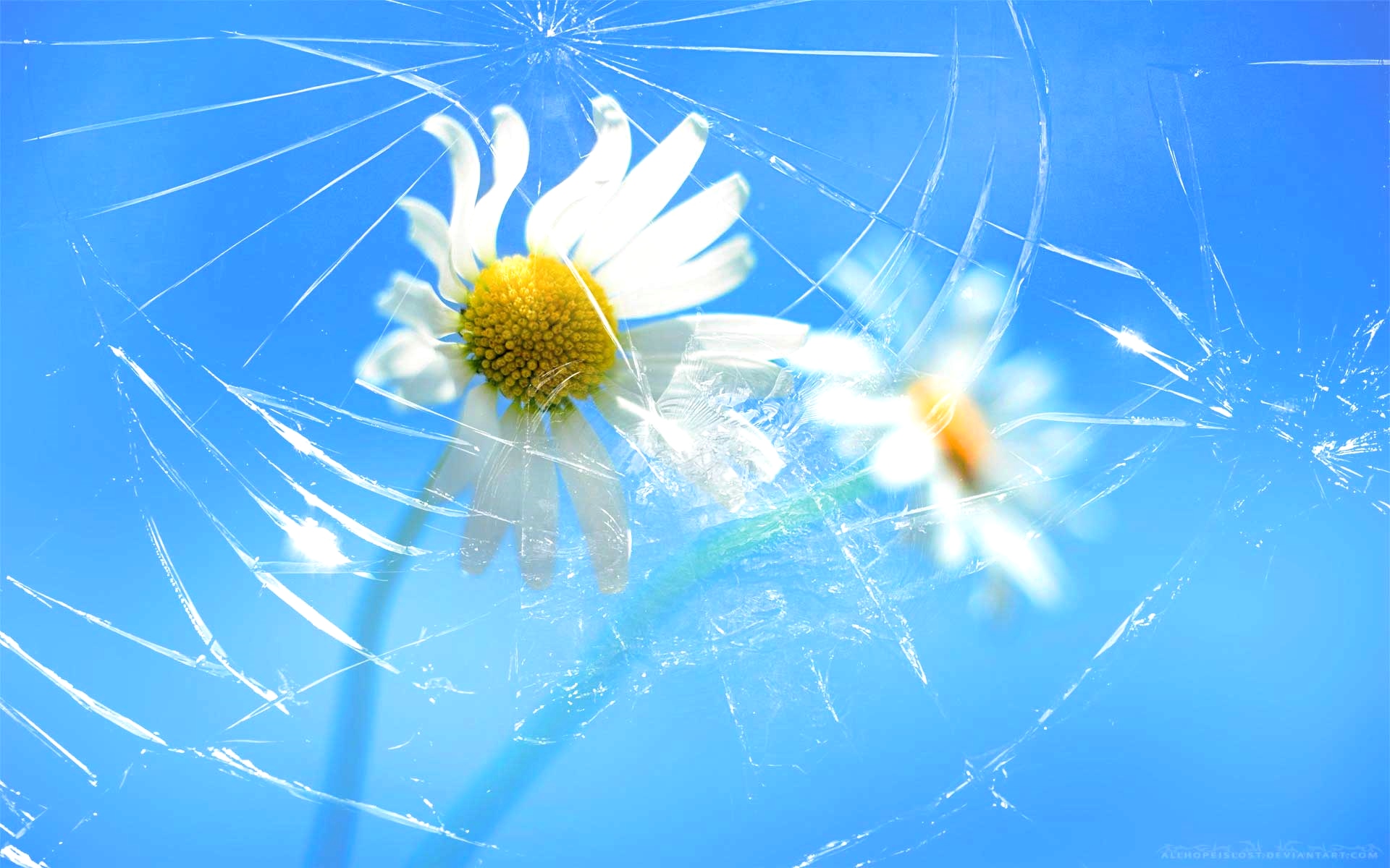 Broken Screen Wallpaper Hd 2017 Android Iphone Windows - Windows 8.1 Background Flowers - HD Wallpaper 