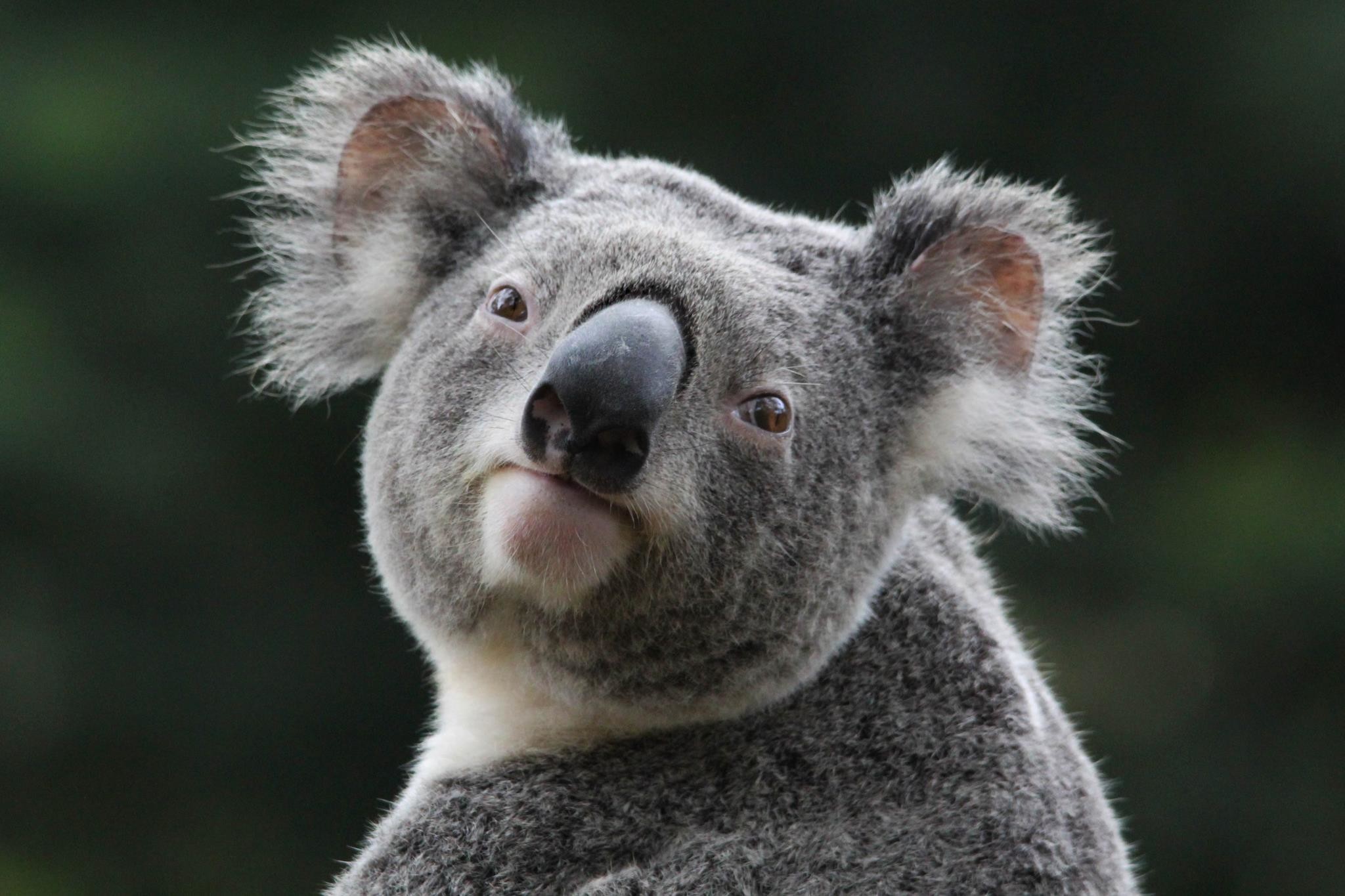 2048x1365, Wallpapers For > Cute Koala Bear Wallpaper - Koala Bear Hd - HD Wallpaper 