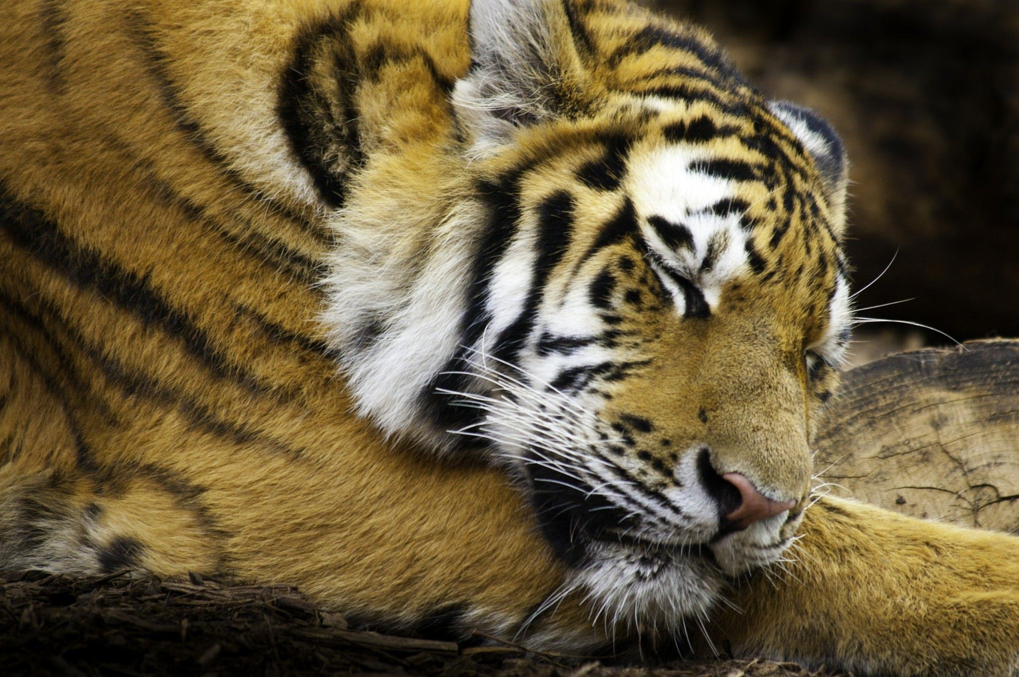 Śpiący Tygrys - HD Wallpaper 