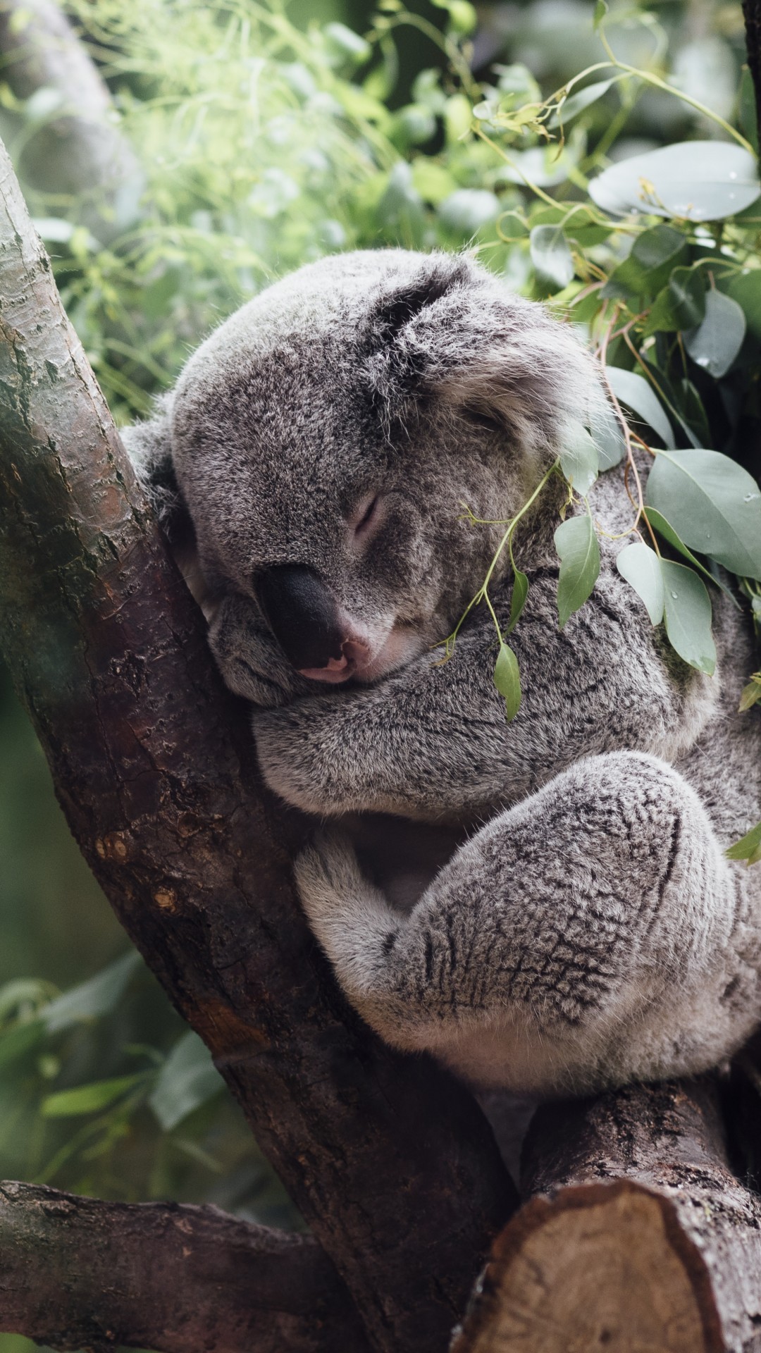 Koala, Tree, Sleeping, Leaves, Branches - Koala Iphone - HD Wallpaper 