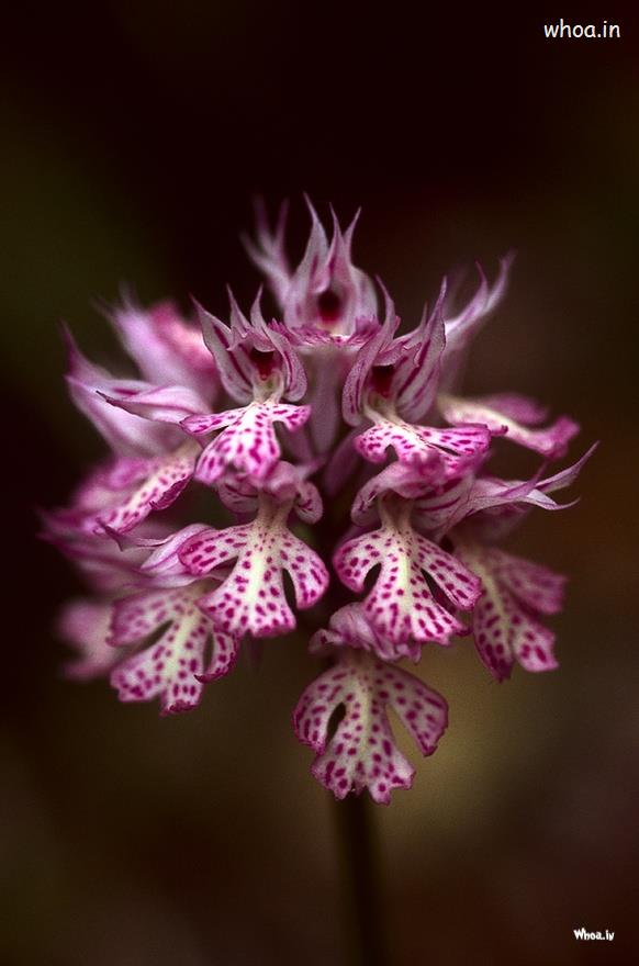 Rare Flower Wallpapers - Cattleya - HD Wallpaper 