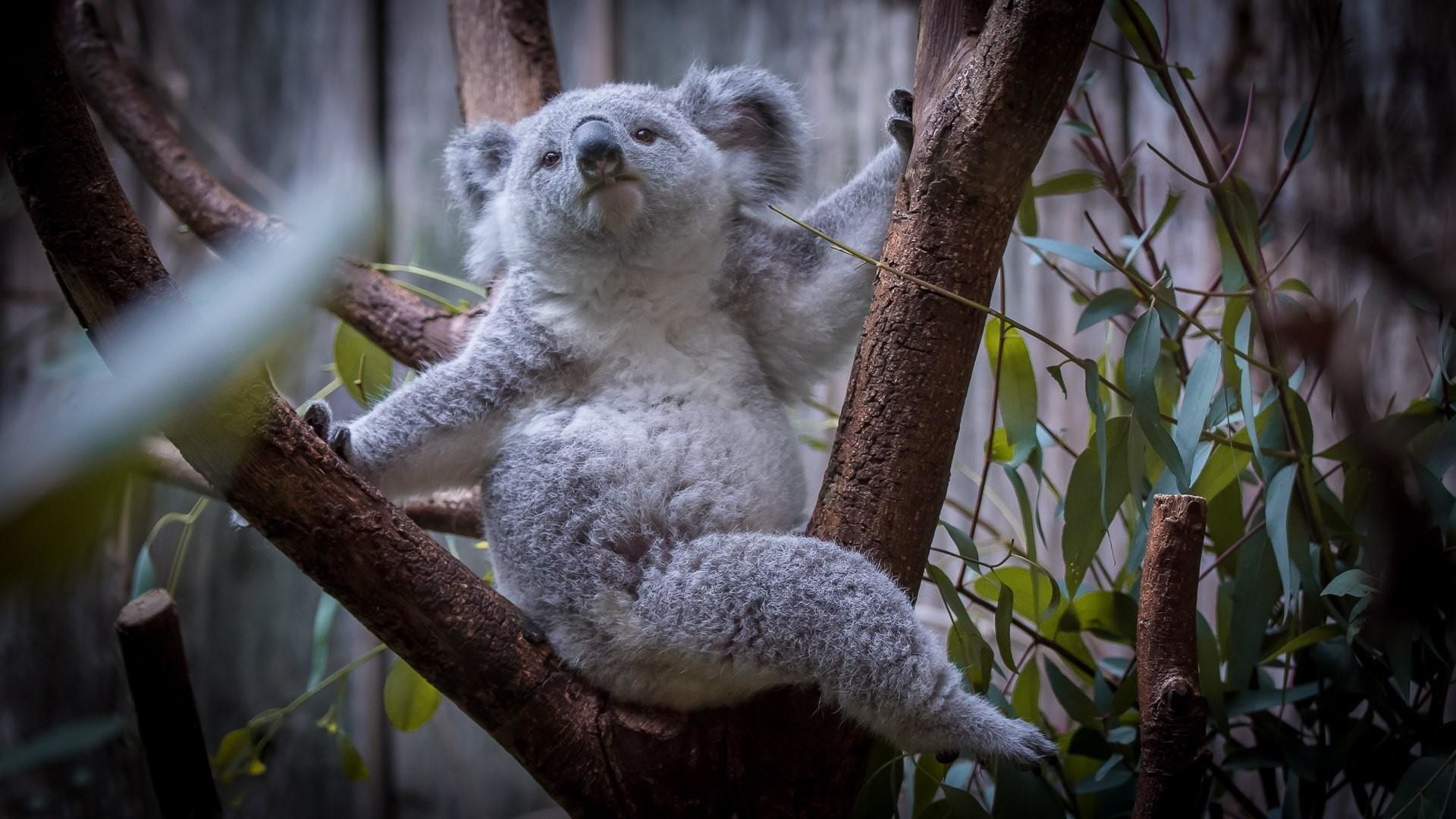 1920x1080, Koala Bear Wallpaper - Koala Hd - HD Wallpaper 