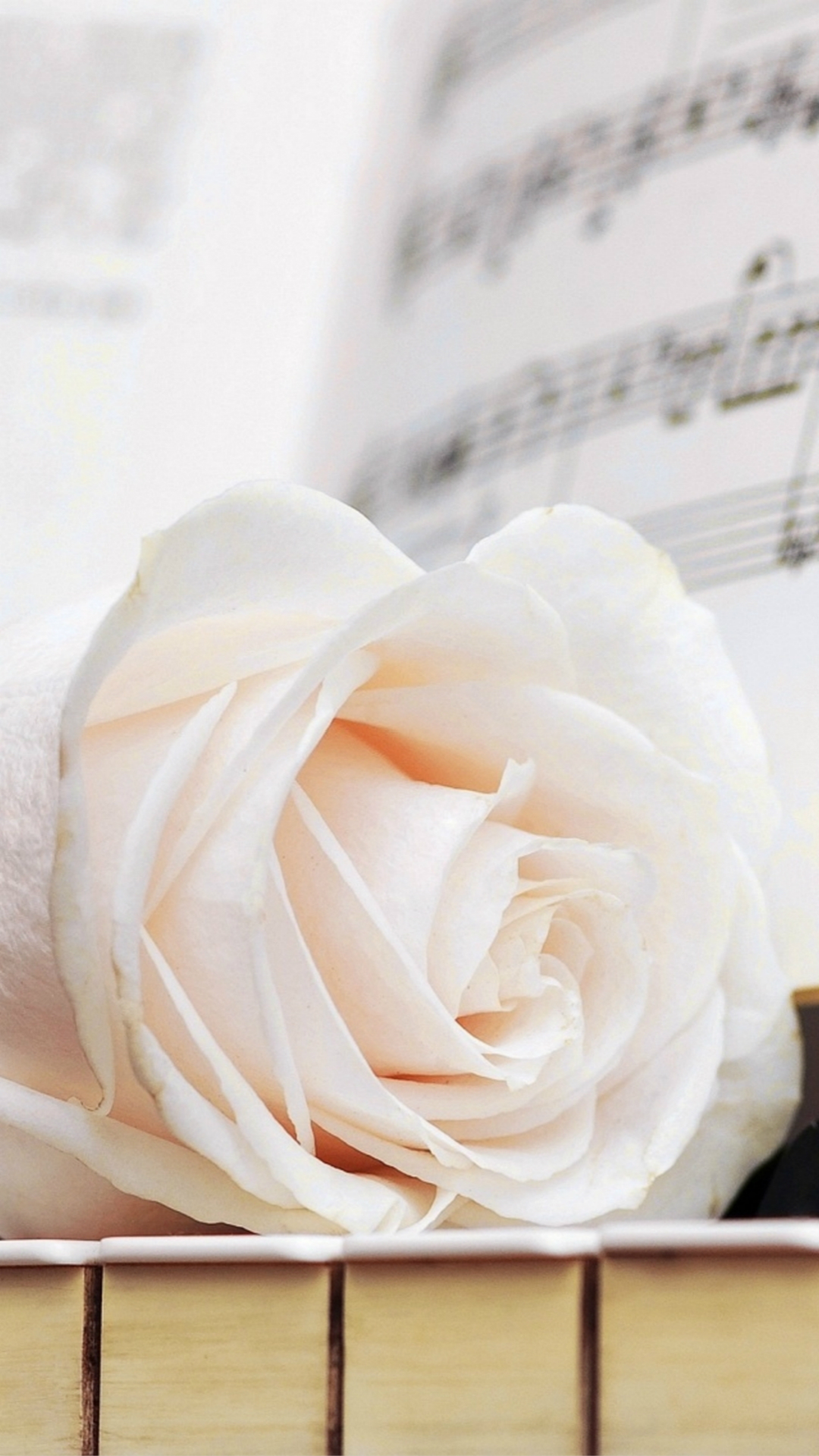 White Rose Wallpaper Iphone - HD Wallpaper 