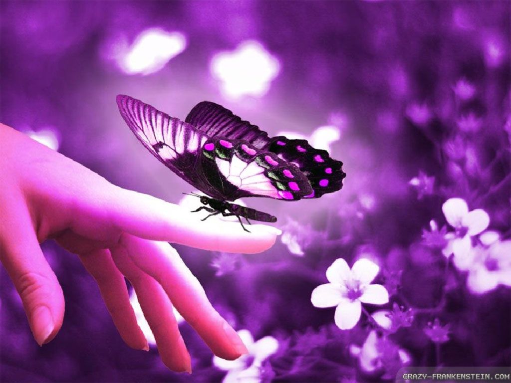 Beautiful Flowers With Butterfly - HD Wallpaper 