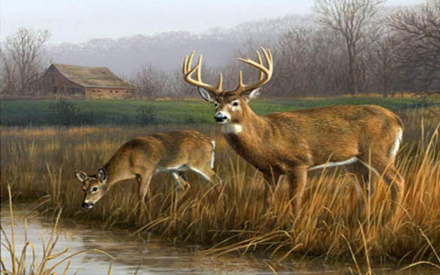 Hunting Realtree Wallpaper Desktop, Best Wallpaper - Deer Drinking From A Creek - HD Wallpaper 