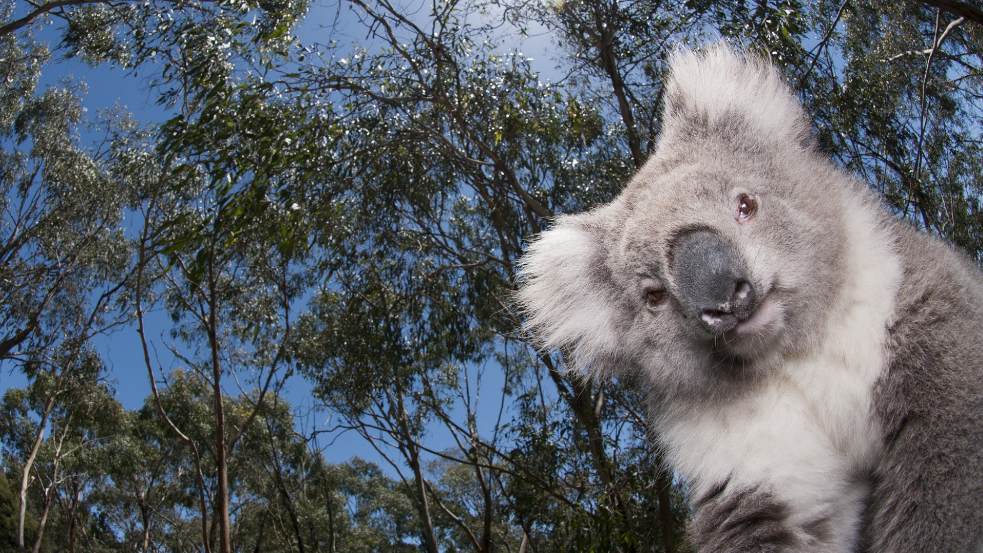 Koala Wallpaper - HD Wallpaper 