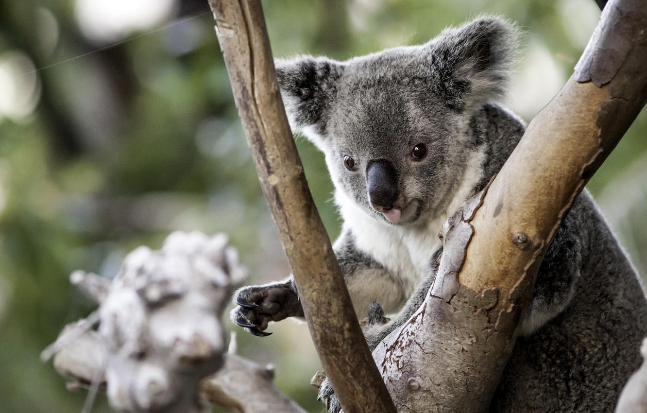 Photo Wallpaper Tree, Cute, Koala - Koalas - HD Wallpaper 