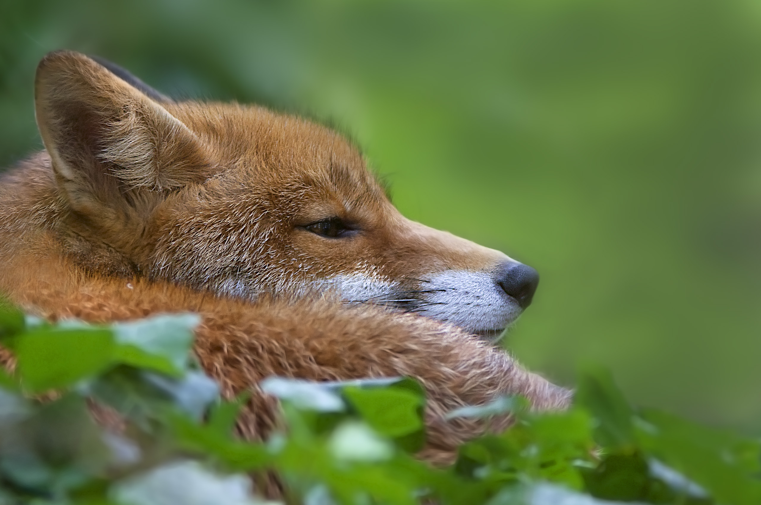 Fox Lying In Grass - HD Wallpaper 