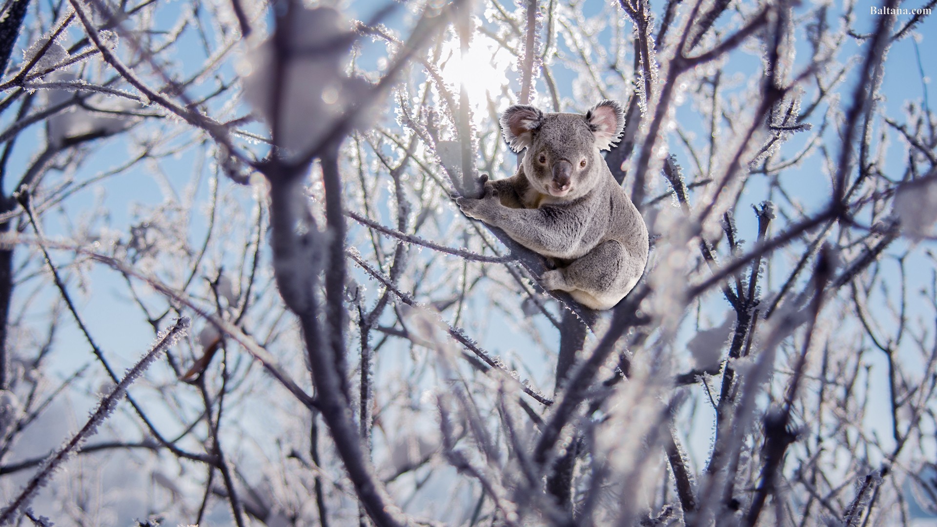 Koala Wallpaper - Koala - HD Wallpaper 