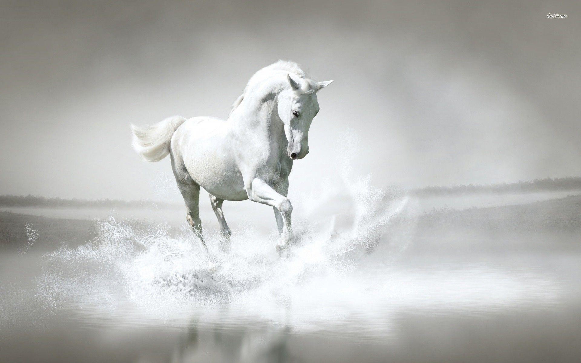 Pure White Horse Hd Wallpaper - Horse White And Black - 1920x1200 Wallpaper  