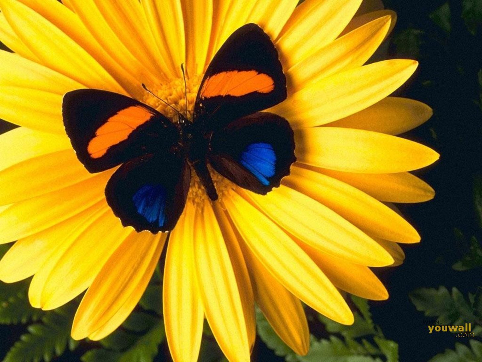 Beautiful Butterflies - Beautiful Wallpaper Of Butterflies - HD Wallpaper 