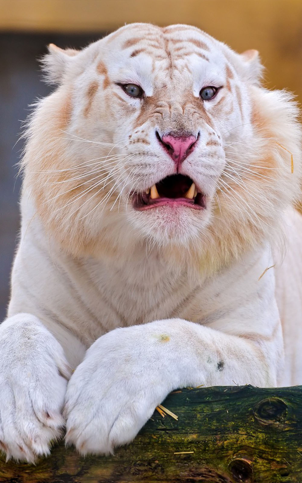 White Tiger And Lion Hybrid - HD Wallpaper 