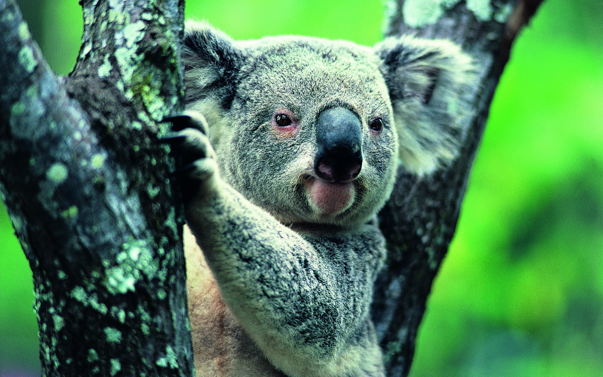 Koala Wallpaper Hd - HD Wallpaper 