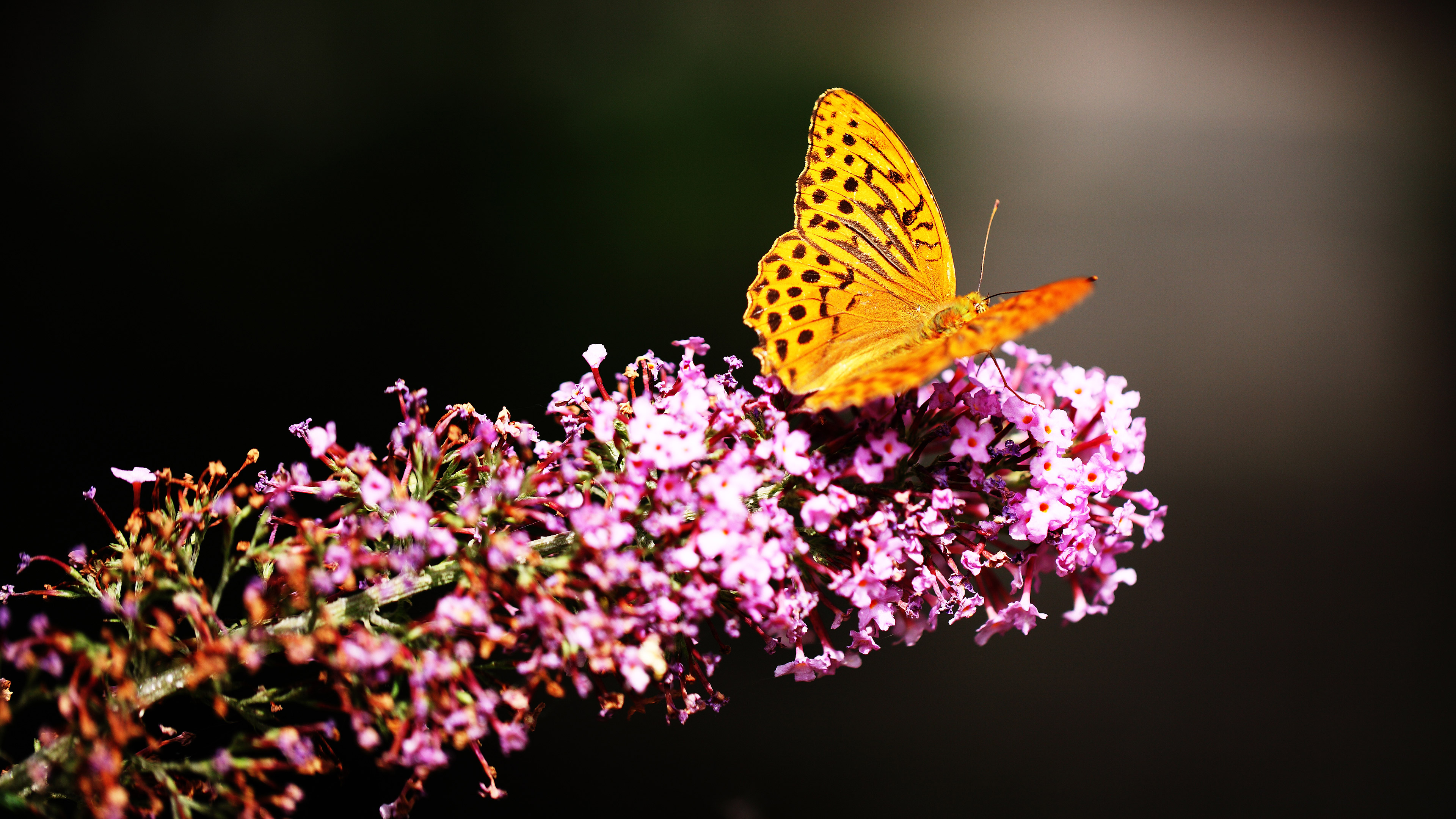 4k Resolution 4k Wallpaper Butterfly - HD Wallpaper 