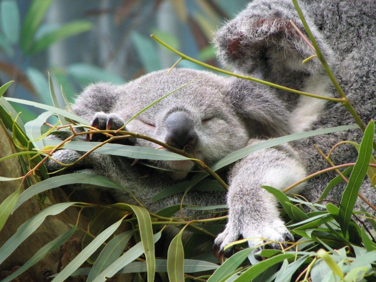 Download Koala Wallpaper 12963 1600×1200 Px High Resolution - Koala